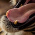 原来老虎的舌头是这个神奇构造！被舔一下不知道会不会被划伤脸？