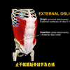 我们 核心肌肉，腹斜肌的这些知识你知道吗