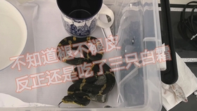 bfd52526cb2032a2122dcce7846dd81b63b25dd4.jpg@280w_158h_1c_100q.jpg