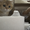 好奇小猫陪我拆箱小奥巴