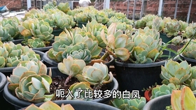 bfe27ca6f1ef6c891b3c73e295bd83c76ead2658.jpg@280w_158h_1c_100q.jpg