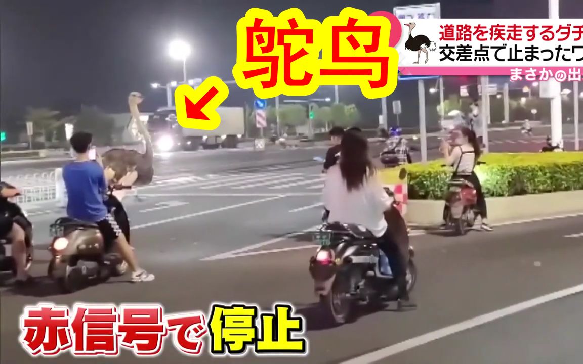 【中日双语】中国广西南宁，一只鸵鸟飞奔在马路上，跑到路口还跟着停下来等红灯。