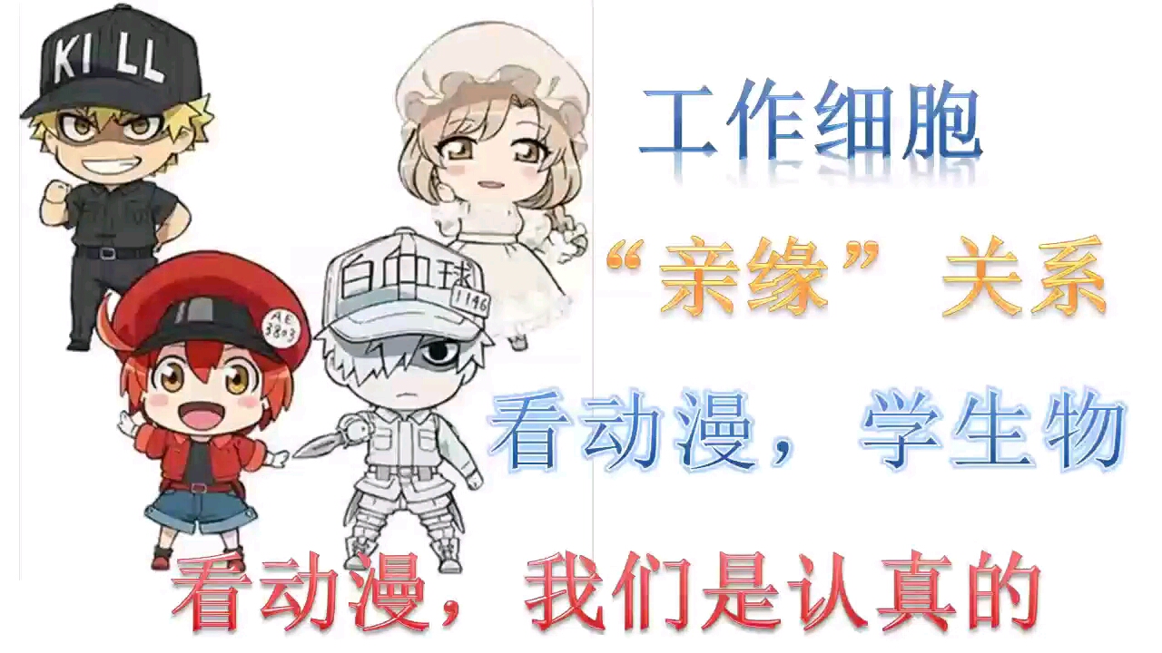 工作细胞 看动漫学生物 血小板 红血球与白血球的 亲缘 关系 哔哩哔哩 つロ干杯 bilibili