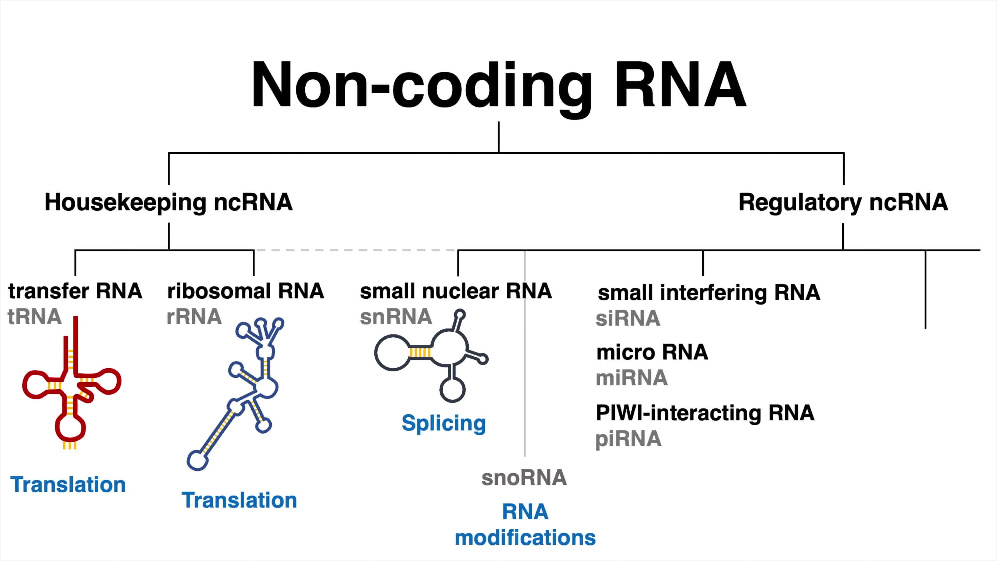 「Knowledge」非编码 RNA—遗传中的垃圾？ NcRNAs - All Types Of Non-coding RNA_哔哩哔哩 ...