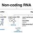 「Knowledge」非编码 RNA—遗传中的垃圾？ ncRNAs - all types of non-coding 