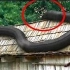 蛇蟒最大的亚马逊雨林发现！