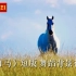 蒙古舞蹈 万马奔腾 傲日格乐《白马》短版 舞蹈背景视频