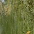 空镜头视频素材 草丛绿草素材分享