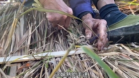 c037cd22d59b1f22805dc9cb178fc512600daf18.jpg@280w_158h_1c_100q.jpg