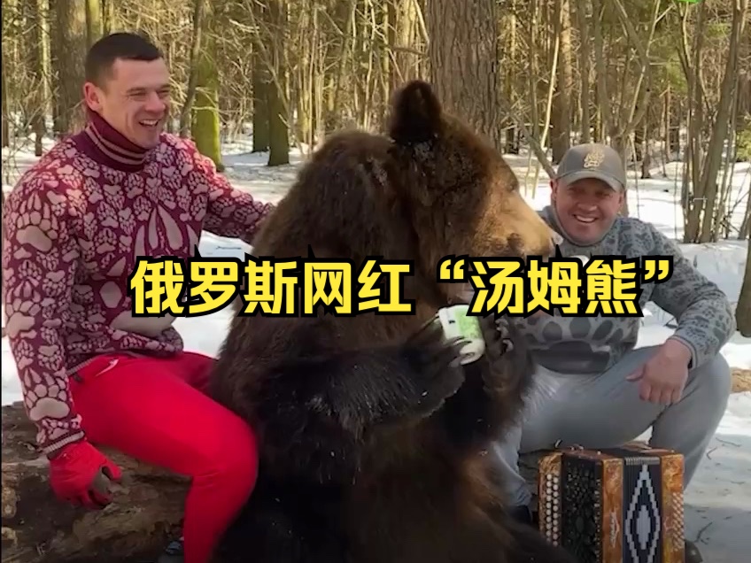 俄罗斯网红汤姆熊的日常