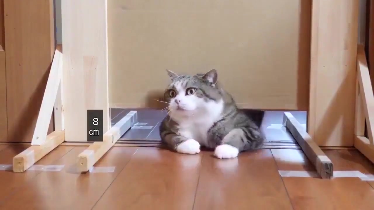 日本网友为了测试“猫能够压多扁”，将门的高度一步步降低，最后7cm的时候。。。猫咪：我太难了  每日笑话微博超话