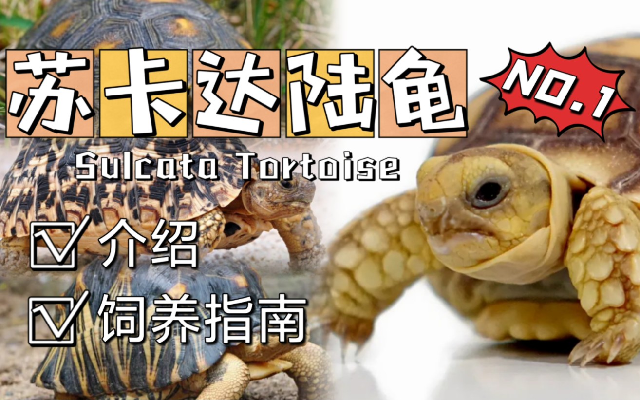 苏卡达象龟 - 知乎