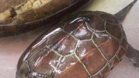 梦见乌龟青蛙鱼，探索梦境中的神秘生物与心灵启示