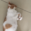 怀孕的猫咪更粘人吗