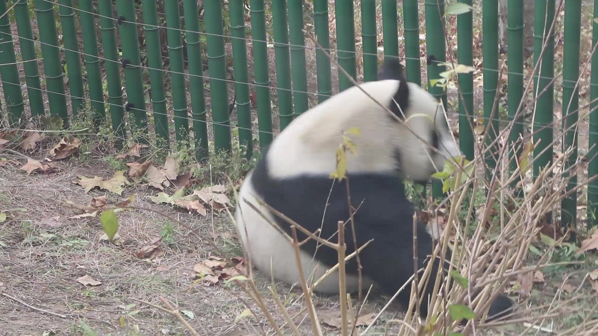 【大熊猫金虎】努力练习的金虎,万一哪天就有媳妇儿了呢