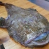随便长长的深海鱼，全身上下都被拿去处理做出几道好吃的料理