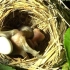 【鸠占鹊巢】杜鹃鸟无情，自私的把蛋下在其他鸟巢 孵出后把寄主幼鸟推出鸟巢
