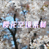 【免版权可商用素材】淡白色樱花空镜素材
