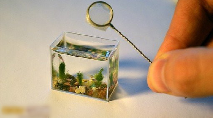 世界上最小的鱼缸还没一个杯子大，布置景观用镊子到底有啥用