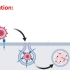 【中英字幕】RNA病毒的复制过程