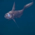 神奇深海鱼：长尾鳕