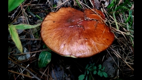 c0ae1ac332ad0419a9c4b51cdc53bf88fc3f365d.jpg@280w_158h_1c_100q.jpg