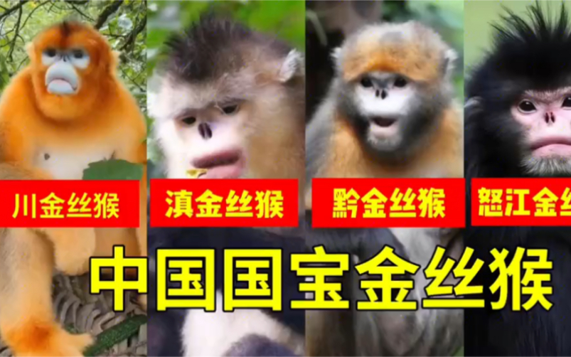 中国国宝金丝猴，川金丝猴 滇金丝猴 黔金丝猴 怒江金丝猴