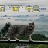 猫咪惬意行走在山间小屋，身后好似一幅《千里江山图》
