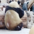 【大熊猫萌兰】去年情人节的“小情人”，可盐可甜~