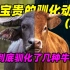 【驯化动物07】家牛和水牛能杂交吗?人类到底驯化了多少种牛!
