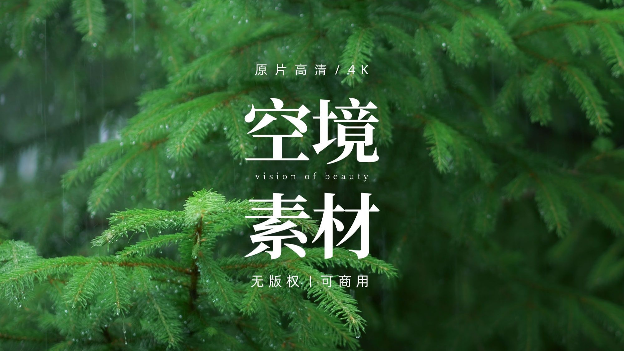 【免版权空镜】森林绿植植物下雨视频素材