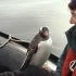 落难的巴布亚企鹅因跳上船而得救