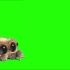 【绿幕素材】4K卢卡斯蜘蛛绿屏效果无版权无水印［2160p 4K版］