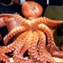 16公斤的巨型章鱼制成的刺生拼盘———【Tasty Travel】