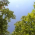 【空镜头】 植物绿树绿叶蓝天 视频素材分享