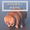 从最小到最大的动物，大小排名对比