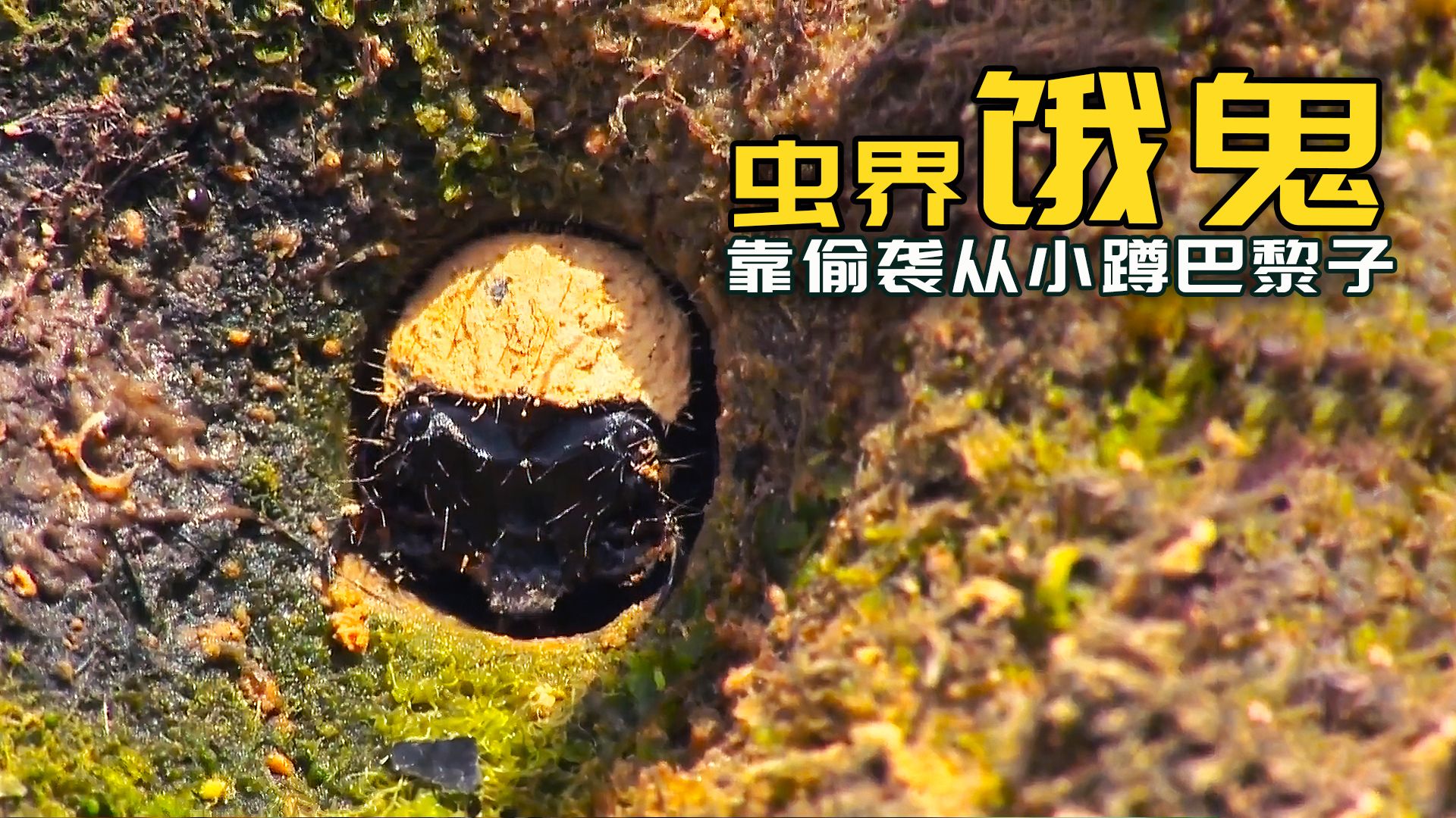 虎甲虫“花式蹲监狱”= 农村小孩爱玩！！！