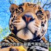 女孩意外救下一只漂亮的猫咪，养大后，竟然价值一套大别墅