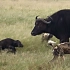 可怜！小水牛被鬣狗围攻，牛群纷纷离去，只剩下母牛迟迟不放弃