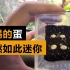 你见过这么小的蛋吗？采集到两只草蜥，它们竟立刻开始xxoo。。。