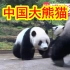 【中日双语】日本人有多爱大熊猫？东京上野动物园举行「大熊猫庆典」，庆祝大熊猫来日本50周年。50年风风雨雨过去了，当年排