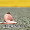 苍蝇把嘴放到口香糖上，结果被吸住了