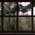 【窗景】热带雨林雷雨季×学习助眠白噪音 | 氛围营造 | 投影适用