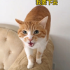 无键盘交流[嘟嘟