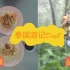 ［胡六六］泰国Vlog｜好吃的海南鸡饭&丛林飞跃速降爱不起来