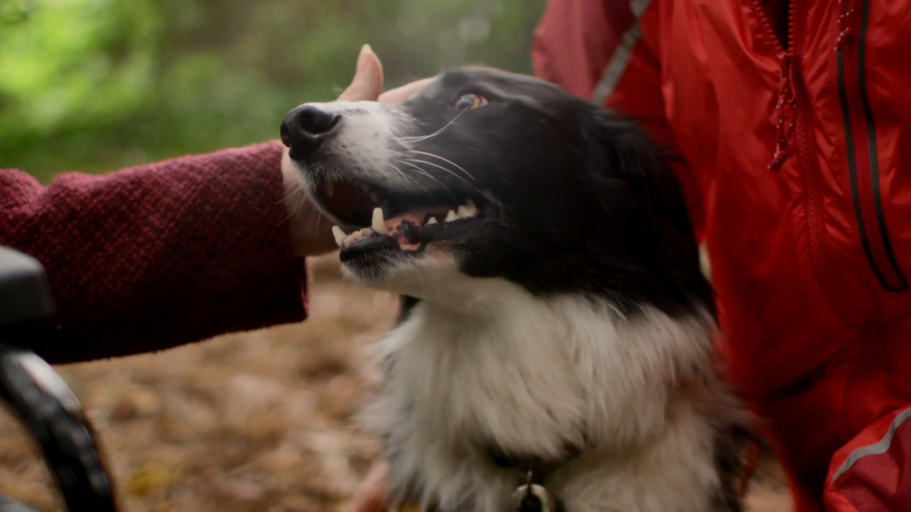 关键时刻拯救生命的搜救汪星人！英国搜救犬明星麦克斯的事迹！