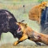20只狮子无法拿下一头雄性水牛水牛疯狂攻击狮子