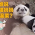 谁说熊猫妈妈不温柔的？打脸视频来了！