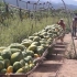 农村大叔发明水果“运输神器”一次运输2000公斤，毫不费力