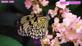 c214c5a57ca6e075c9156e1483e2a932a993bfbf.jpg@280w_158h_1c_100q.jpg
